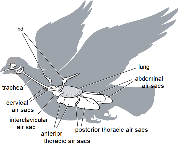 Respiratory System - The Great Horned Owl